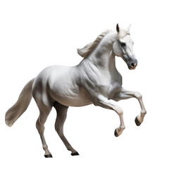 Fototapeta na wymiar white horse run gallop