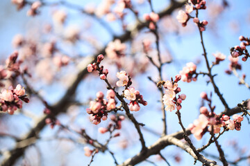 Blossom tree over nature background. spring flowers. spring background. Blurred concept. Natural background. Apricot flowers