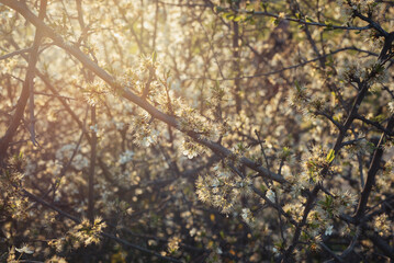 Obraz premium Tree in bloom. Spring is in the air. Spring in the countryside. Park in bloom in May or April. Spring in a park. Close-up. Early spring