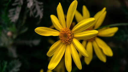 The close-up of a fully bloomed mesmerizing and shining flower.