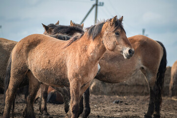 Fototapeta premium Beautiful thoroughbred horses in the spring on a farm in a paddock.