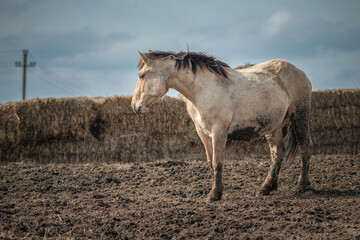 Beautiful thoroughbred horses in the spring on a farm in a paddock.
