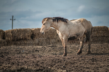 Obraz premium Beautiful thoroughbred horses in the spring on a farm in a paddock.