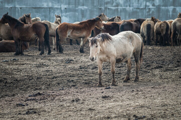 Beautiful thoroughbred horses in the spring on a farm in a paddock.