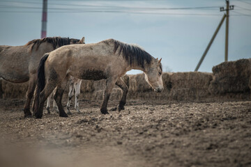 Fototapeta premium Beautiful thoroughbred horses in the spring on a farm in a paddock.