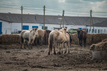 Beautiful thoroughbred horses in the spring on a farm in a paddock.