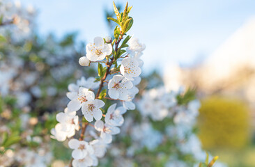 Blackthorn flowers on a bush in spring. Fresh natural color.