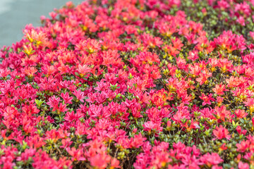 赤いツツジの花