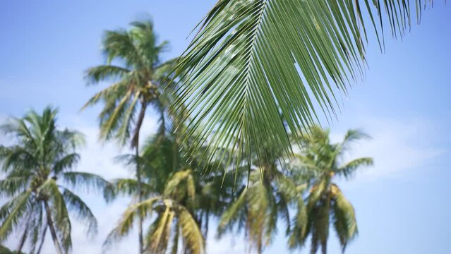 Palm tree. Coconut Palm on the background of the blue sky. The green leaves of the palm tree. The coconut palm is valued for its versatile uses, producing coconut milk, oil and other products.