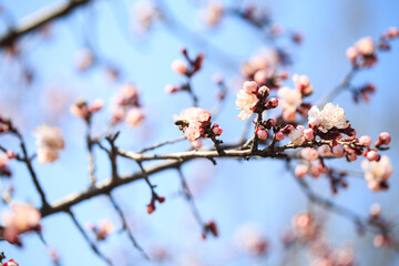 Blossom tree over nature background. spring flowers. spring background. Blurred concept. Natural background. Apricot flowers