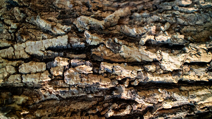 bark of a tree texture