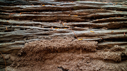 bark of a tree texture