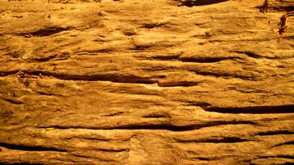 bark of a tree texture