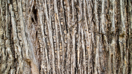 bark of a tree texture