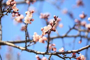 Blossom tree over nature background. spring flowers. spring background. Blurred concept. Natural background. Apricot flowers