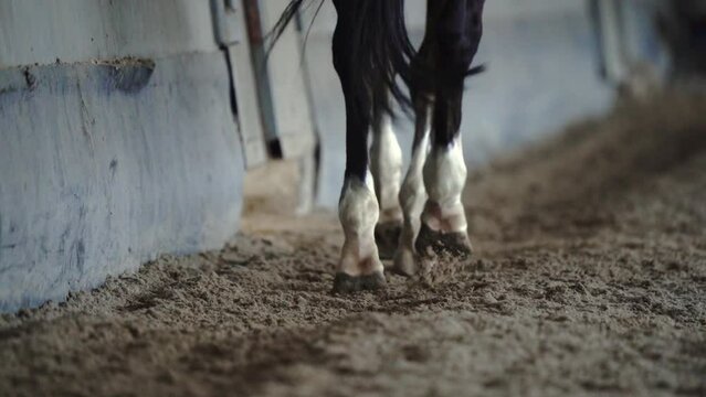 Slow motion close up.close-up hoof. Horse Race. There is dust from under the hooves. The sand flies in different directions. view of the hooves from behind