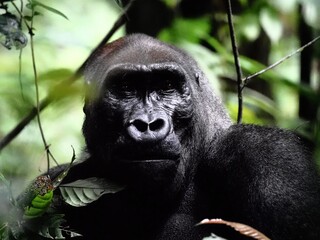 Staring contest with a silverback gorilla, in Gabon's Loango National Park