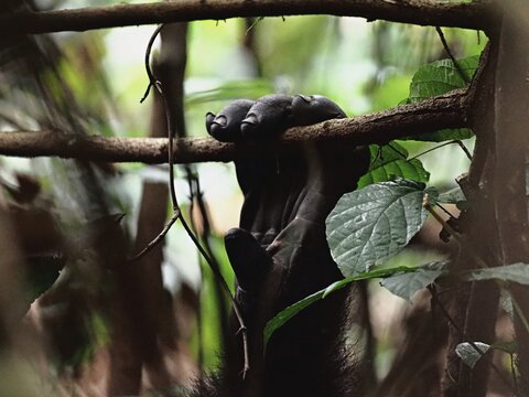 Gorilla hand holding a branch in Gabon's Loango National Park