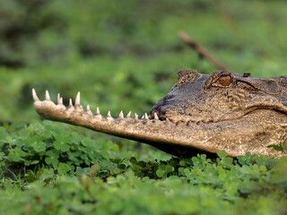 Central African Slender-snouted crocodile with upper jaw missing, in Gabon's Loango National Park © Carl