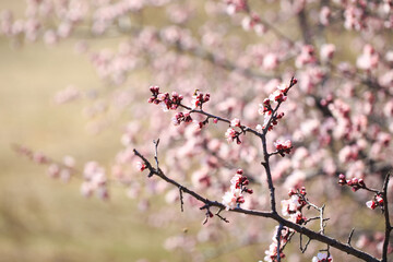 Blossom tree over nature background. spring flowers. spring background. Blurred concept. Natural background. Apricot flowers