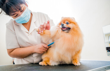 Groomer with protective face masks cutting Pomeranian dog at grooming salon.