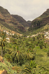 Fototapeta na wymiar Palm grove of Valle de Gran Rey on the island of La Gomera. One of the largest palm groves in the Canary Islands