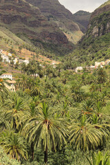Fototapeta na wymiar Palm grove of Valle de Gran Rey on the island of La Gomera. One of the largest palm groves in the Canary Islands