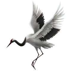 Flying crane bird with big wings