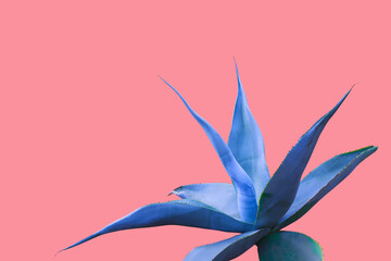 Agave Plant in Blue Tone Color on Pink Background, Creative Colorful Summer Concept