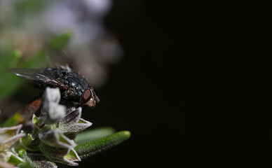 A common fly with long hair, perches on the branch of a rosemary bush. Bright lights in the background, through the flowers. At the center and side is dark background and plenty of space for text.
