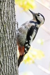 Woodpecker
