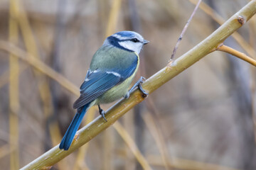 Blue tit