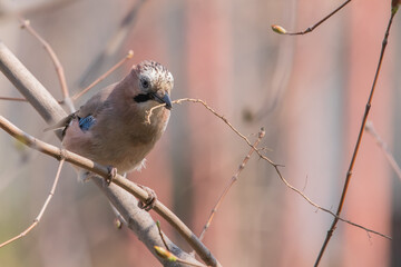 Jay on a branch