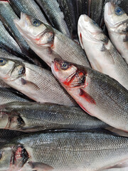 fresh fish on the market