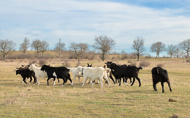 A flock of goats graze in the steppe. Animal husbandry in the countryside