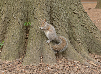 Eastern gray squirrel with fluffy tail with nut in Central Park. New York City