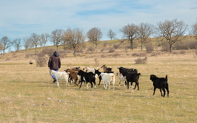 A flock of goats graze in the steppe. Animal husbandry in the countryside