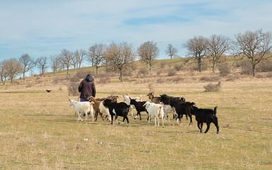 A flock of goats graze in the steppe. Animal husbandry in the countryside