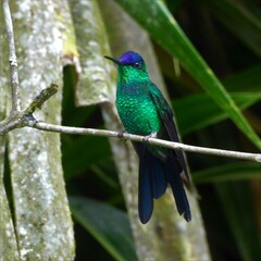 Violet-capped Woodnymph