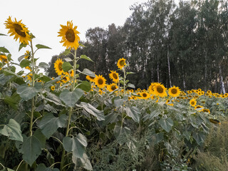 Sunflower field with sunflower in the center of the image. Lots of sunflowers. Nature. Sunflower is yellow.