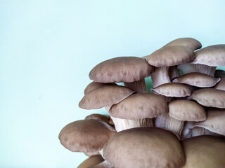 oyster mushroom, highlighted on a light background. Mushrooms grown at home or on a farm. Food and cooking.