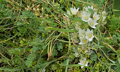 Bright juicy spring grass and first white flowers
