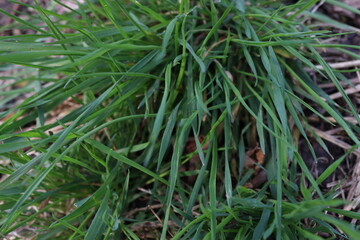 Young grass in the spring garden