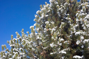 Branches fir tree covered with fluffy snow. Fabulous Christmas card