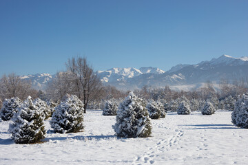 winter landscape with pines and mountains in Kazakhstan, Almaty