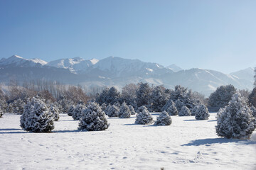 winter landscape with pines and mountains in Kazakhstan, Almaty