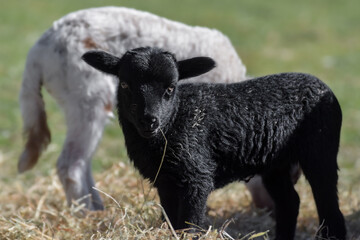Adorable little newborn sheep lambs in the hay - 590864244