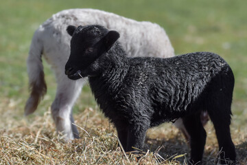 Adorable little newborn sheep lambs in the hay - 590864286