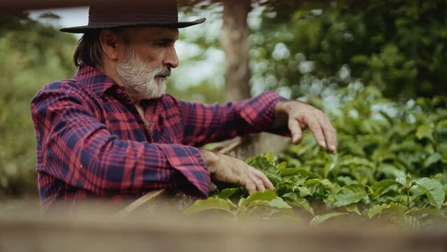 Portrait of Brazilian farmer man in the casual shirt in the farm analyzing coffee seedlings. Cinematic 4K