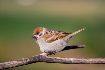 sparrow sitting on a branch on a green background